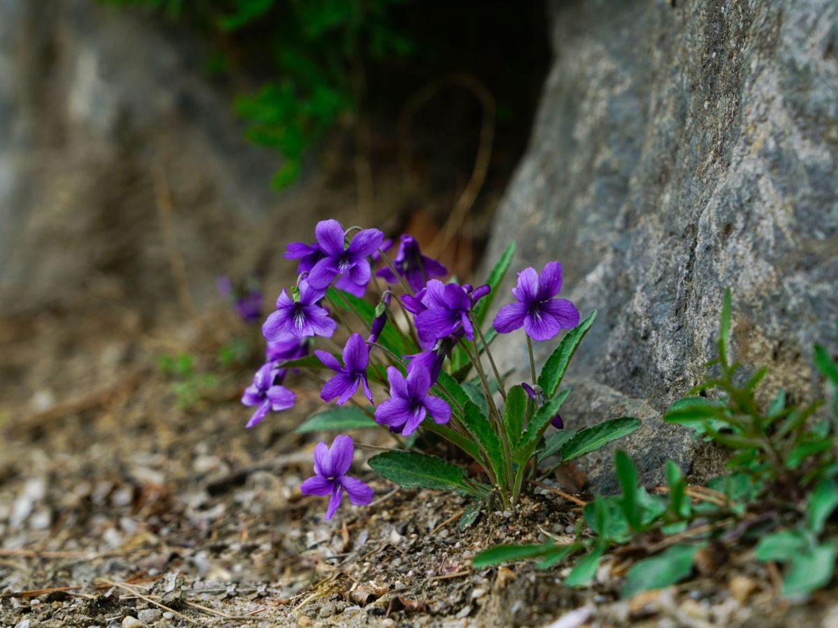 Shrinking Violet?